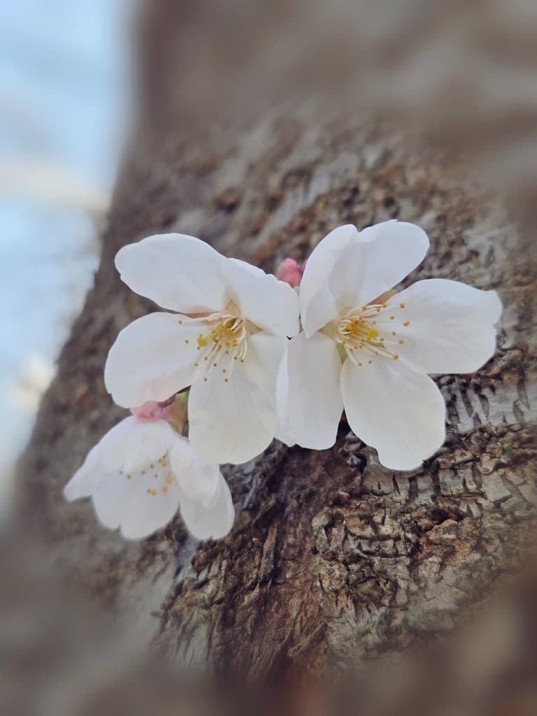 Small Spring with Cherry Blossoms